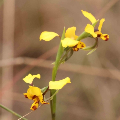 Diuris nigromontana (Black Mountain Leopard Orchid) at O'Connor, ACT - 27 Sep 2023 by ConBoekel