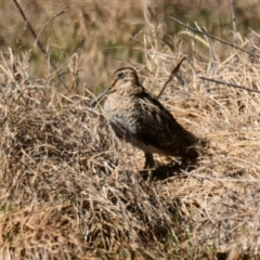 Gallinago hardwickii (Latham's Snipe) at Jerrabomberra Wetlands - 28 Sep 2023 by Thurstan