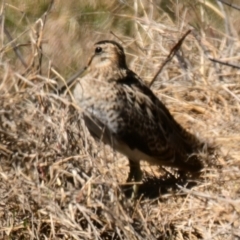 Gallinago hardwickii at Fyshwick, ACT - 28 Sep 2023 11:37 AM