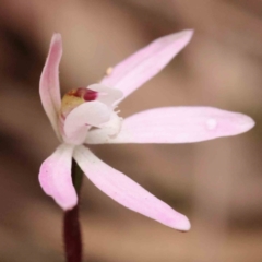 Caladenia fuscata (Dusky Fingers) at O'Connor, ACT - 28 Sep 2023 by ConBoekel