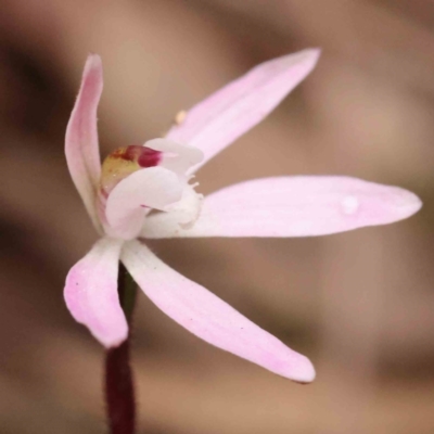 Caladenia fuscata (Dusky Fingers) at O'Connor, ACT - 27 Sep 2023 by ConBoekel