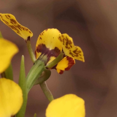 Diuris nigromontana (Black Mountain Leopard Orchid) at O'Connor, ACT - 28 Sep 2023 by ConBoekel