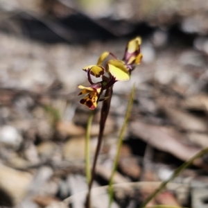 Diuris pardina at Captains Flat, NSW - 28 Sep 2023