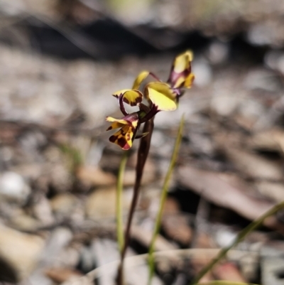 Diuris pardina (Leopard Doubletail) at Captains Flat, NSW - 28 Sep 2023 by Csteele4