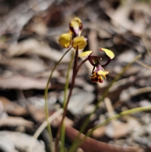 Diuris pardina at Captains Flat, NSW - 28 Sep 2023