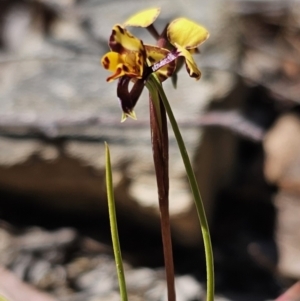 Diuris pardina at Captains Flat, NSW - 28 Sep 2023