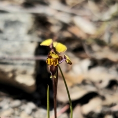 Diuris pardina at Captains Flat, NSW - 28 Sep 2023