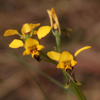 Diuris nigromontana (Black Mountain Leopard Orchid) at Acton, ACT - 28 Sep 2023 by ConBoekel