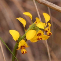 Diuris nigromontana (Black Mountain Leopard Orchid) at O'Connor, ACT - 28 Sep 2023 by ConBoekel