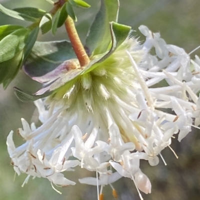 Pimelea linifolia subsp. linifolia (Queen of the Bush, Slender Rice-flower) at Kowen, ACT - 28 Sep 2023 by RAllen