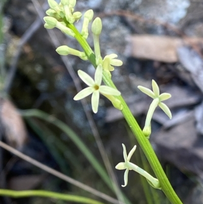 Stackhousia monogyna (Creamy Candles) at Kowen, ACT - 28 Sep 2023 by RAllen