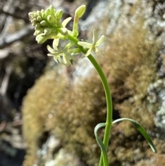 Stackhousia monogyna at Kowen, ACT - 28 Sep 2023