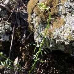 Stackhousia monogyna at Kowen, ACT - 28 Sep 2023