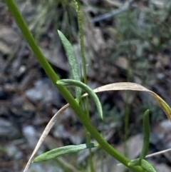 Stackhousia monogyna at Kowen, ACT - 28 Sep 2023