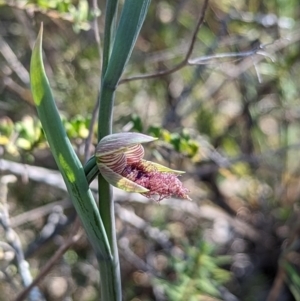 Calochilus platychilus at Paddys River, ACT - suppressed