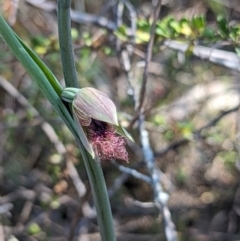 Calochilus platychilus at Paddys River, ACT - suppressed