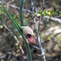 Calochilus platychilus at Paddys River, ACT - suppressed