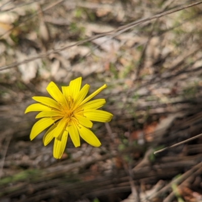 Microseris walteri (Yam Daisy, Murnong) at Paddys River, ACT - 28 Sep 2023 by Rebeccajgee