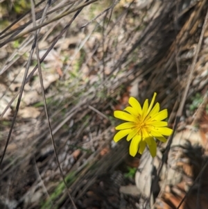 Microseris walteri at Paddys River, ACT - 28 Sep 2023