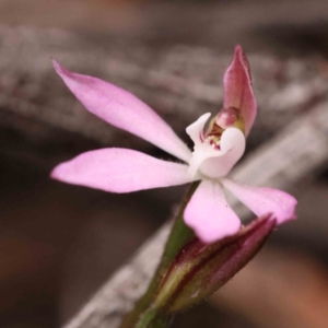 Caladenia fuscata at O'Connor, ACT - suppressed