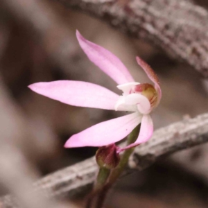 Caladenia fuscata at O'Connor, ACT - 28 Sep 2023