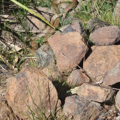 Pseudonaja textilis (Eastern Brown Snake) at Molonglo Valley, ACT - 28 Sep 2023 by galah681