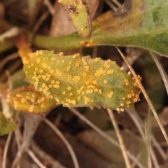 Rust fungus at Acton, ACT - 27 Sep 2023 by ConBoekel