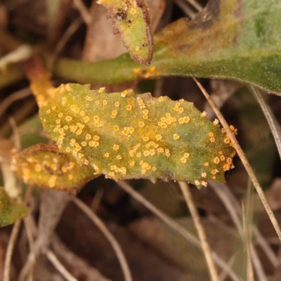 Rust fungus at Caladenia Forest, O'Connor - 27 Sep 2023 by ConBoekel