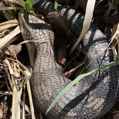 Tiliqua scincoides scincoides (Eastern Blue-tongue) at Coombs, ACT - 28 Sep 2023 by Steve_Bok