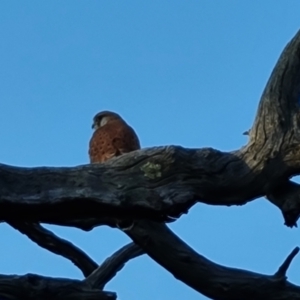 Falco cenchroides at O'Malley, ACT - 28 Sep 2023 05:10 PM