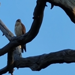 Falco cenchroides at O'Malley, ACT - 28 Sep 2023 05:10 PM