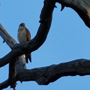 Falco cenchroides at O'Malley, ACT - 28 Sep 2023 05:10 PM