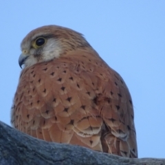 Falco cenchroides at O'Malley, ACT - 28 Sep 2023 05:10 PM