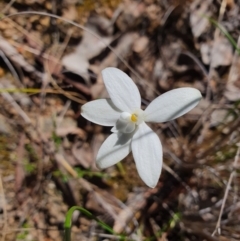 Glossodia major (Wax Lip Orchid) at Canberra Central, ACT - 28 Sep 2023 by Bubbles