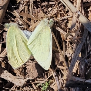 Pieris rapae at Lyneham, ACT - 28 Sep 2023 01:55 PM