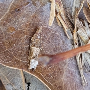 Crocidosema plebejana at Lyneham, ACT - 28 Sep 2023 02:00 PM