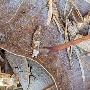 Crocidosema plebejana at Lyneham, ACT - 28 Sep 2023 02:00 PM