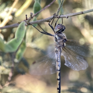 Hemicordulia tau at Mount Pleasant - 27 Sep 2023