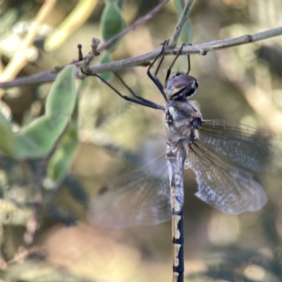 Hemicordulia tau (Tau Emerald) at Mount Ainslie to Black Mountain - 27 Sep 2023 by Hejor1