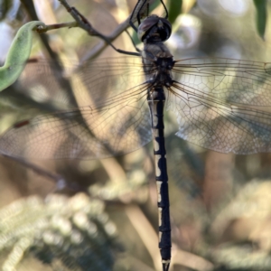 Hemicordulia tau at Mount Pleasant - 27 Sep 2023