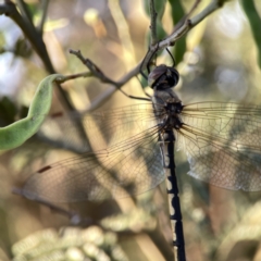 Hemicordulia tau at Mount Pleasant - 27 Sep 2023