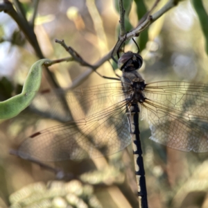 Hemicordulia tau at Mount Pleasant - 27 Sep 2023