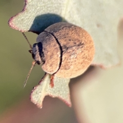 Trachymela sp. (genus) (Brown button beetle) at Mount Ainslie to Black Mountain - 27 Sep 2023 by Hejor1