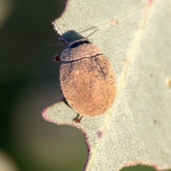 Trachymela sp. (genus) at Campbell, ACT - 27 Sep 2023 05:30 PM