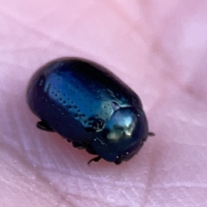 Chrysolina quadrigemina at Campbell, ACT - 27 Sep 2023