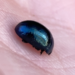 Chrysolina quadrigemina at Campbell, ACT - 27 Sep 2023