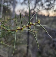Hakea microcarpa (Small-fruit Hakea) at Captains Flat, NSW - 28 Sep 2023 by Csteele4