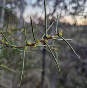 Hakea microcarpa at Captains Flat, NSW - 28 Sep 2023 05:59 PM