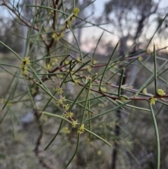 Hakea microcarpa at Captains Flat, NSW - 28 Sep 2023