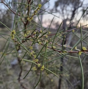 Hakea microcarpa at Captains Flat, NSW - 28 Sep 2023 05:59 PM